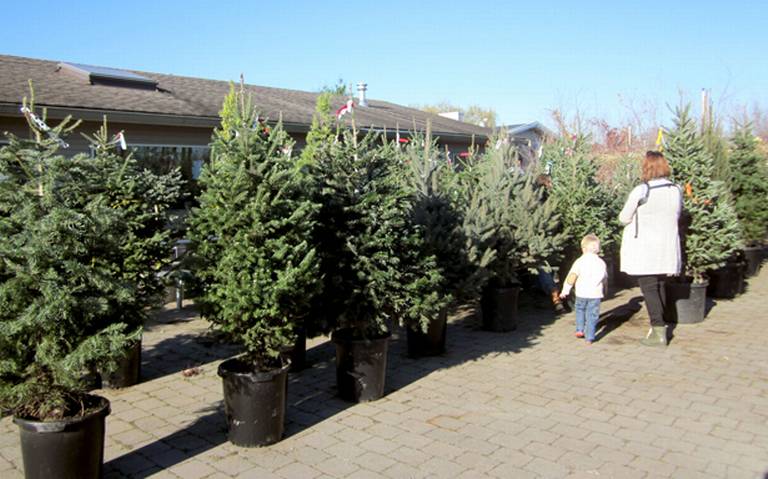 Estimulan renta de árboles de Navidad para proteger el medio ambiente - El  Sudcaliforniano | Noticias Locales, Policiacas, sobre México, Baja  California Sur y el Mundo