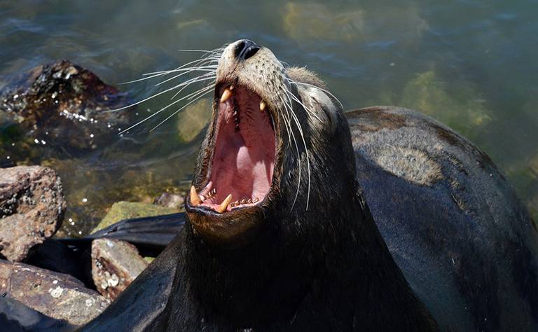 Alimenta y salva lobos marinos en Los Cabos - El Sudcaliforniano | Noticias  Locales, Policiacas, sobre México, Baja California Sur y el Mundo