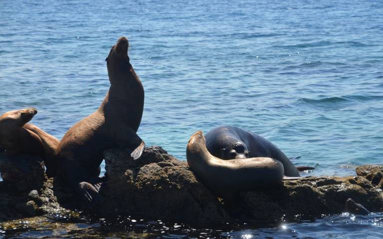 Cómo evitar ataques de lobos marinos? - El Sudcaliforniano | Noticias  Locales, Policiacas, sobre México, Baja California Sur y el Mundo