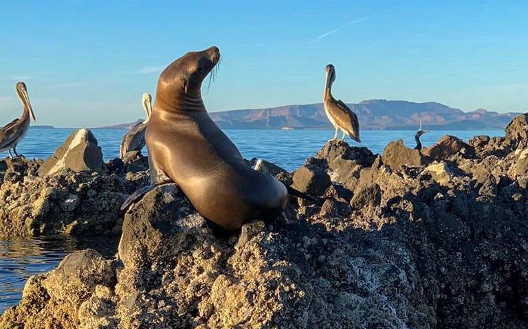 San Rafaelito, guardería de lobos marinos en BCS - El Sudcaliforniano |  Noticias Locales, Policiacas, sobre México, Baja California Sur y el Mundo