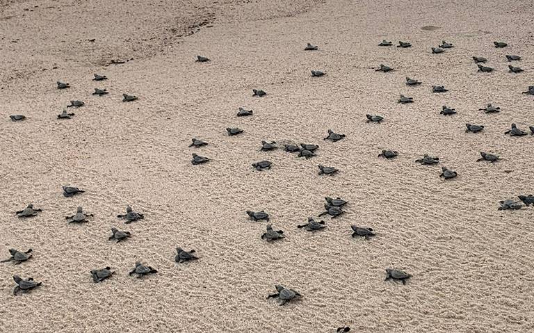 BCS alberga el único parque natural de cactáceas en México - El  Sudcaliforniano