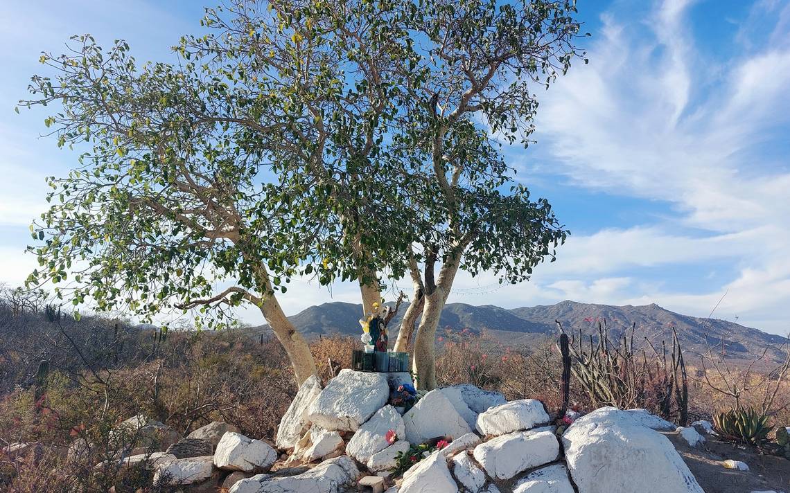 Impresiona árbol del zalate en el desierto - El Sudcaliforniano | Noticias  Locales, Policiacas, sobre México, Baja California Sur y el Mundo