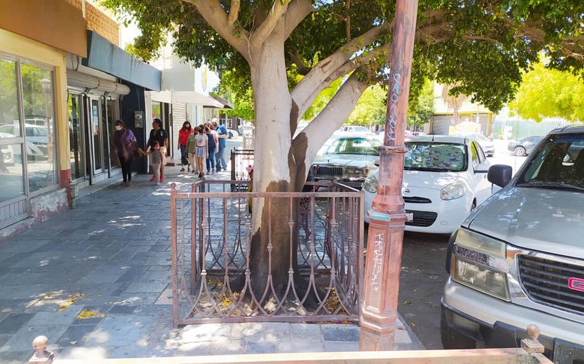 Buscan secar árbol de la zona Centro regándolo con aceite - El  Sudcaliforniano | Noticias Locales, Policiacas, sobre México, Baja  California Sur y el Mundo