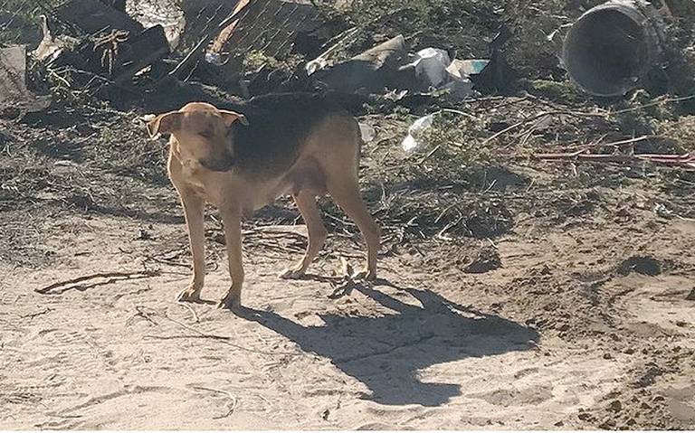 Alarma Aumento De Perros Callejeros En La Paz Noticias Locales Policiacas Sobre Mexico Y El Mundo El Sudcaliforniano Baja California Sur