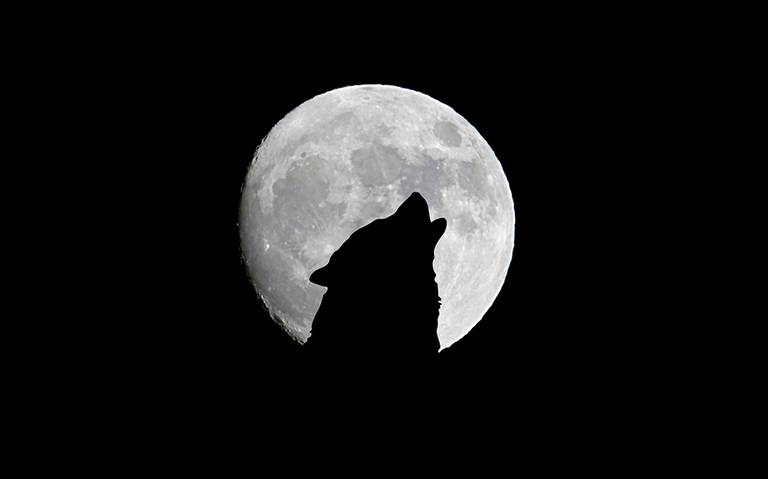 La “Luna de lobo” llega esta noche - El Sudcaliforniano | Noticias Locales,  Policiacas, sobre México, Baja California Sur y el Mundo