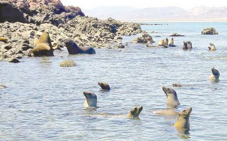 Sobrepoblación de lobos marinos afecta a pescadores - El Sudcaliforniano |  Noticias Locales, Policiacas, sobre México, Baja California Sur y el Mundo