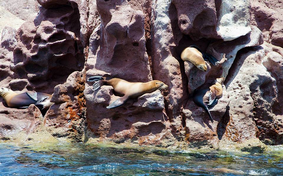 Crece población de lobos marinos en Isla Espíritu Santo - El  Sudcaliforniano | Noticias Locales, Policiacas, sobre México, Baja  California Sur y el Mundo