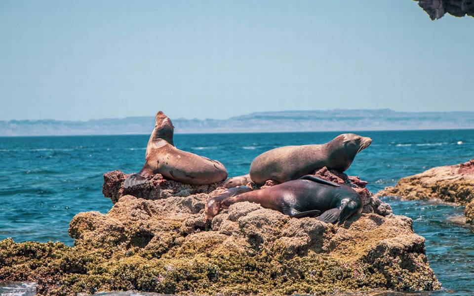 Amplían turisteros opciones en tours en la bahía de La Paz - El  Sudcaliforniano | Noticias Locales, Policiacas, sobre México, Baja  California Sur y el Mundo