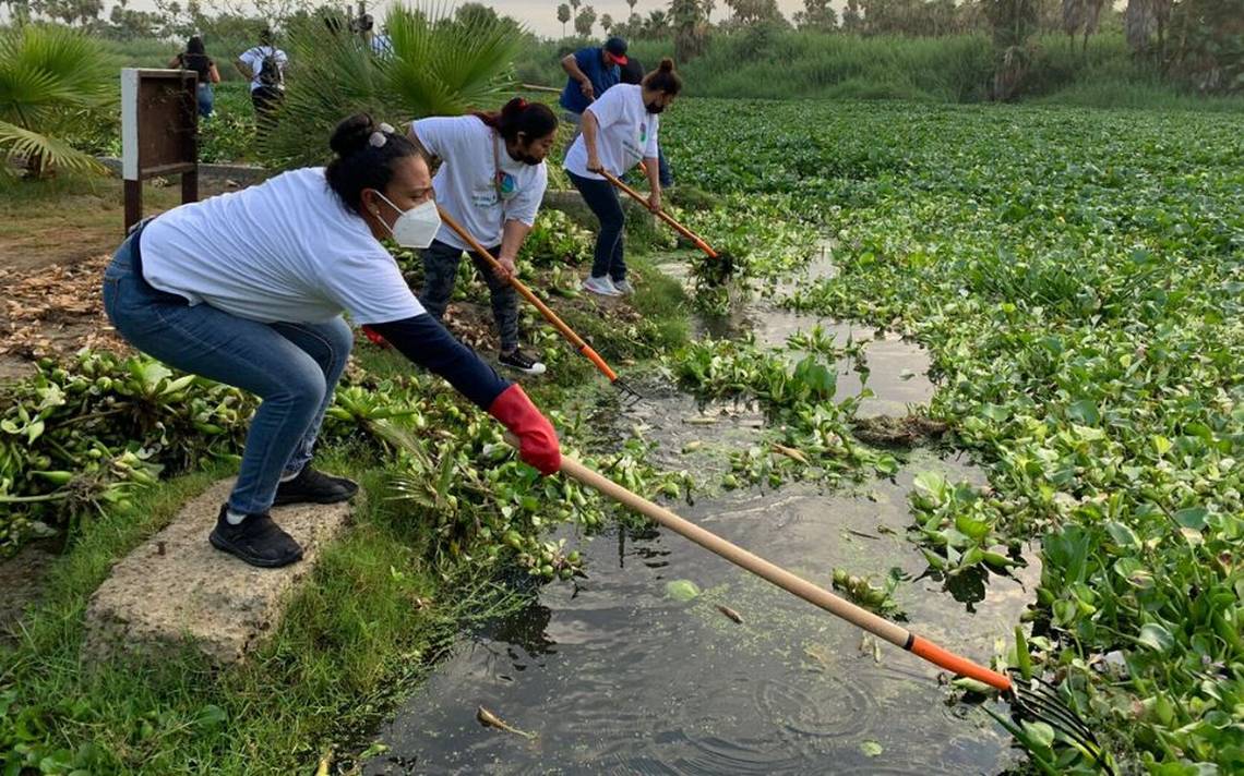 Limpian el estero josefino para controlar plaga de lirio acuático - El  Sudcaliforniano | Noticias Locales, Policiacas, sobre México, Baja  California Sur y el Mundo