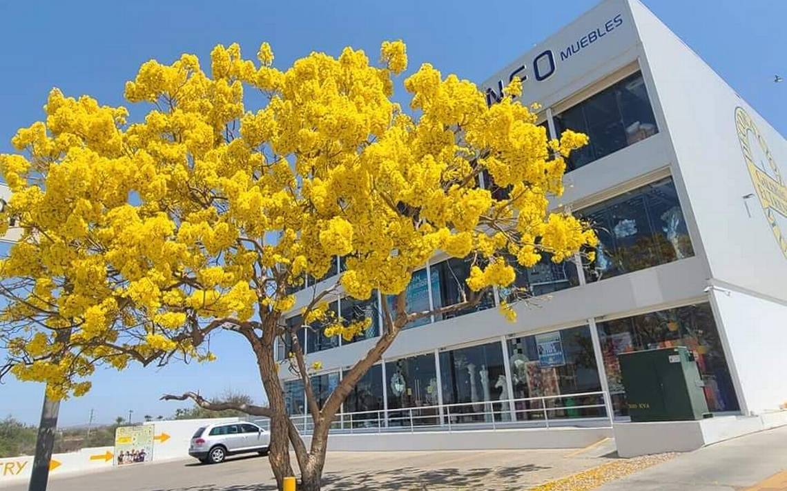 Florece icónico árbol de las flores amarillas en CSL - El Sudcaliforniano |  Noticias Locales, Policiacas, sobre México, Baja California Sur y el Mundo