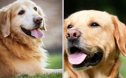 golden retriever vs labrador retriever cual es mejor mascota