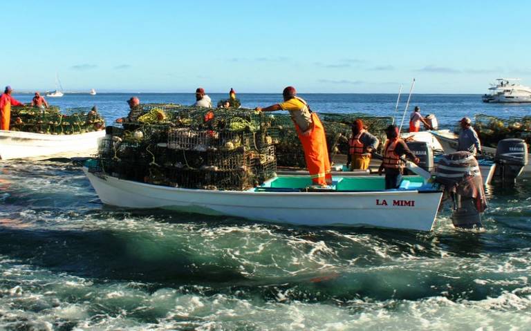 Por qué no pueden pescar los pescadores de El Castillo en su laguna? -  Diario de Xalapa